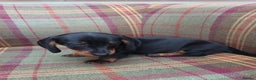 Miniature Dachshund dogs for sale: Black and Tan Miniature Dachshund Puppies 3 Boys - Advert 7