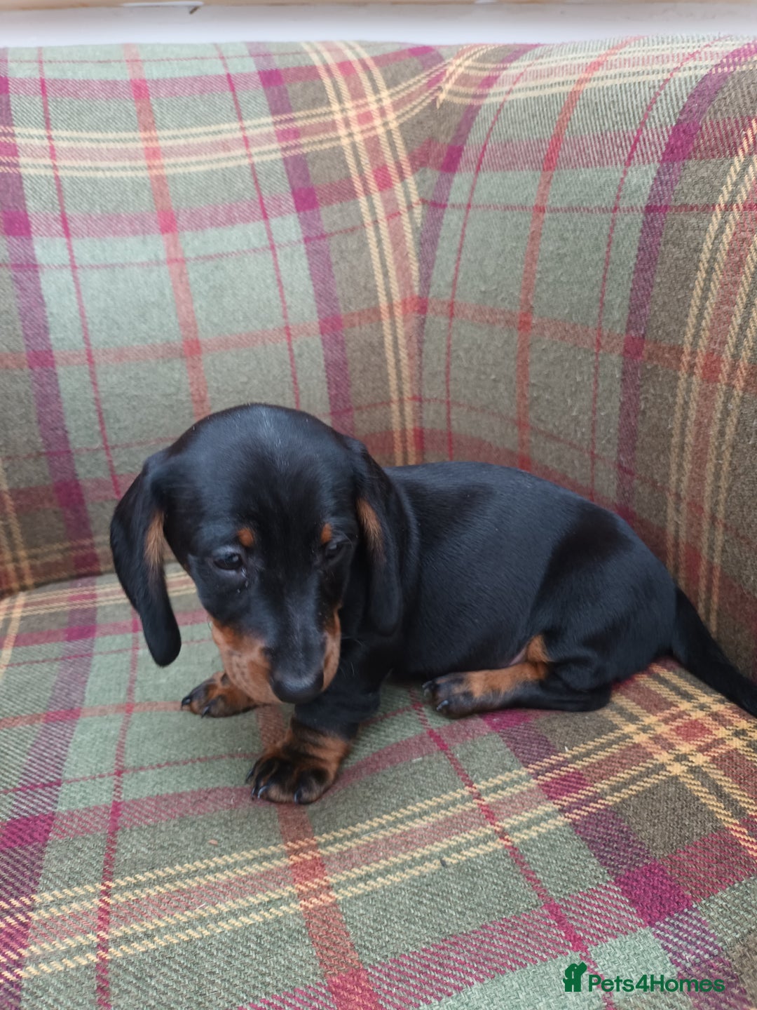 Miniature Dachshund dogs for sale: Black and Tan Miniature Dachshund Puppies 3 Boys - Advert 7