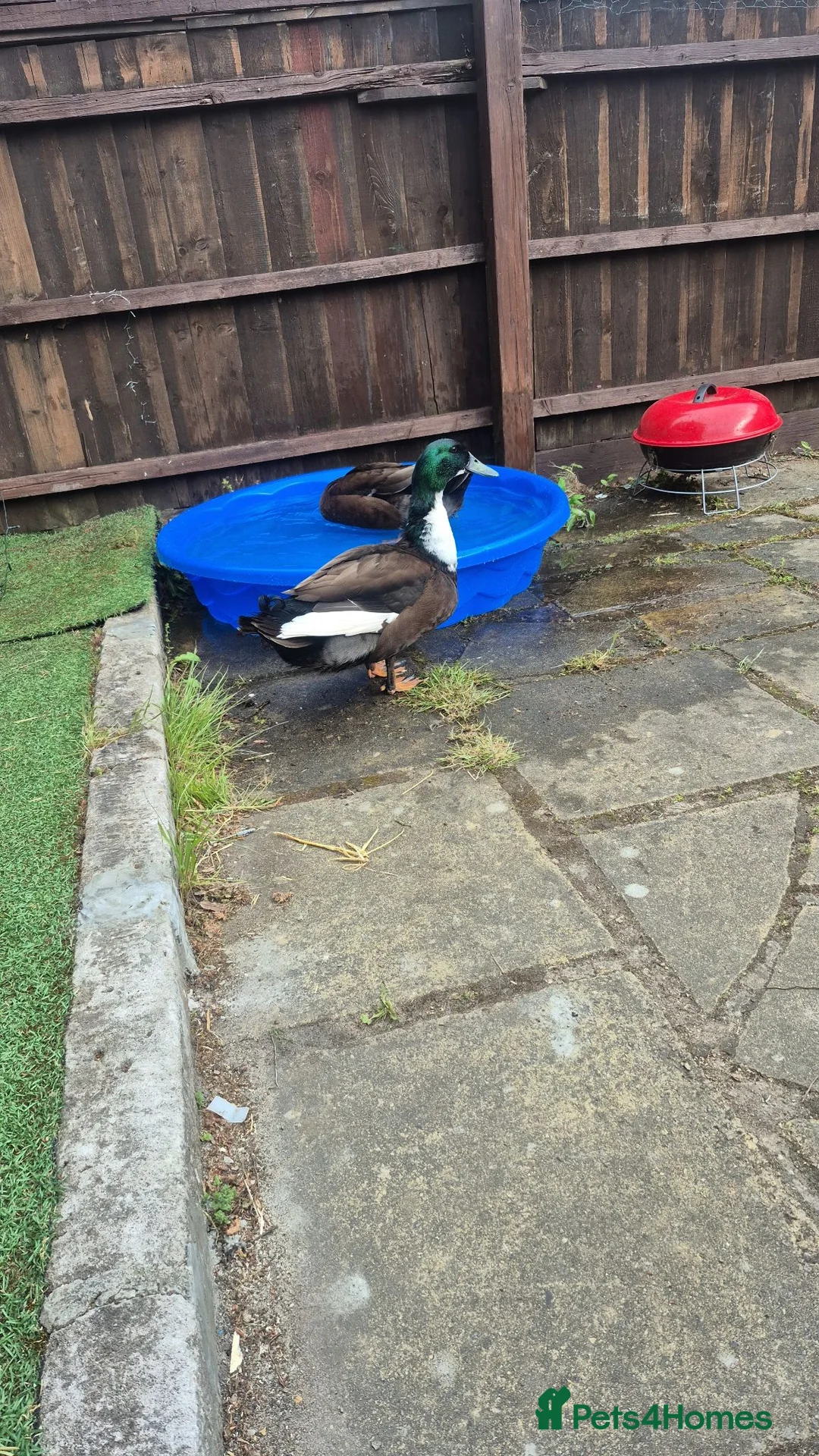 Ducks poultry for sale: 2 male ducks  - Advert 2