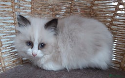 Ragdoll cats for sale: RAGDOLLS BICOLOUR BOY GIRLS BLUE EYES READY NOW  - Advert 33