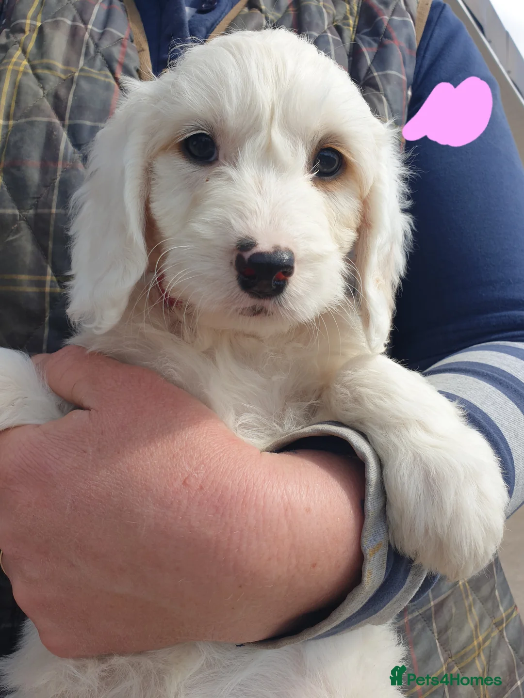 Cockapoo dogs for sale: Beautiful cockerpoos  - Advert 1