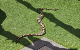 Python Snake reptiles for sale: Python snake + viv/set up - Image 2