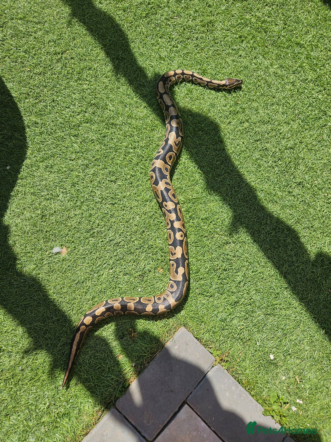 Python Snake reptiles for sale: Python snake + viv/set up - Image 2
