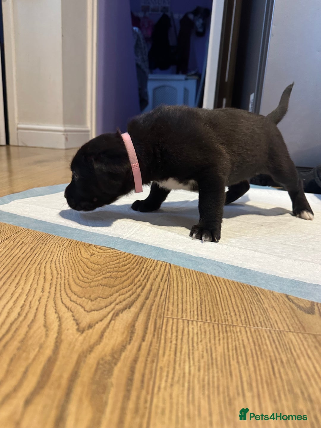 Mixed Breed dogs for sale: Lab- Cane Corso Puppies Looking for Loving Homes - Advert 25