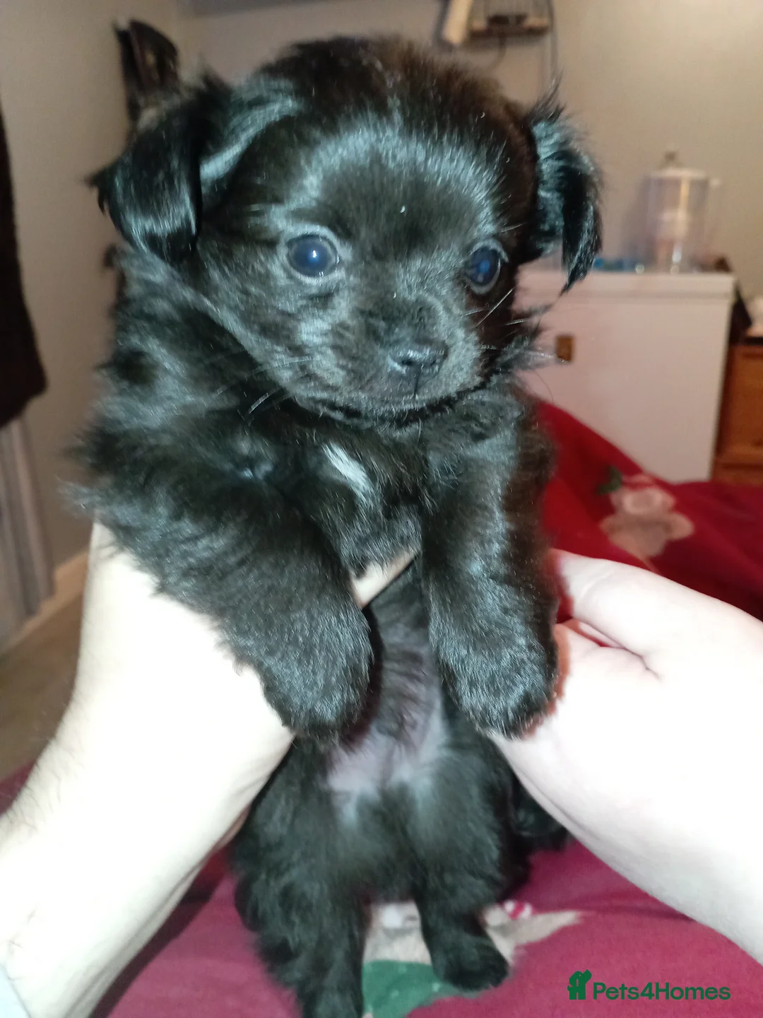 Chihuahua dogs for sale: 2 Black long haired Male chihuahua puppies  - Advert 15