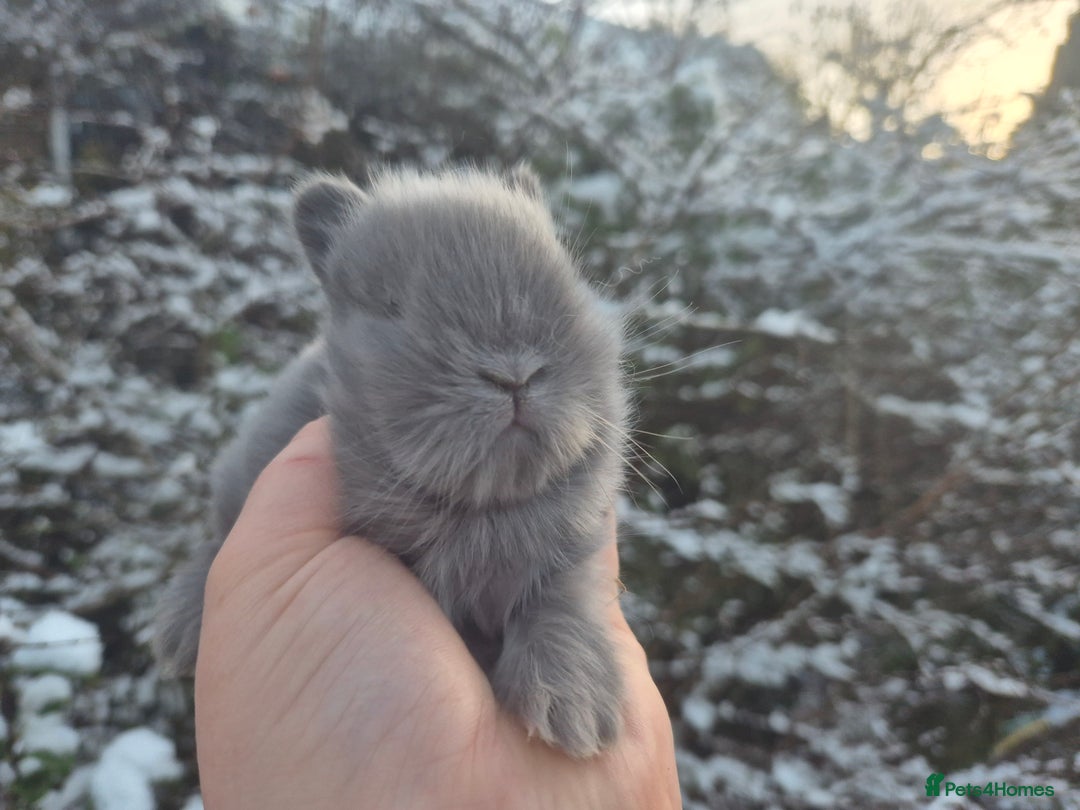 Angora rabbits for sale: 💙 Teddydwerg boy available 💙 - Advert 8