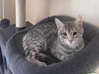 Bengal cats Rare Pure Bengal kittens - Advert 16