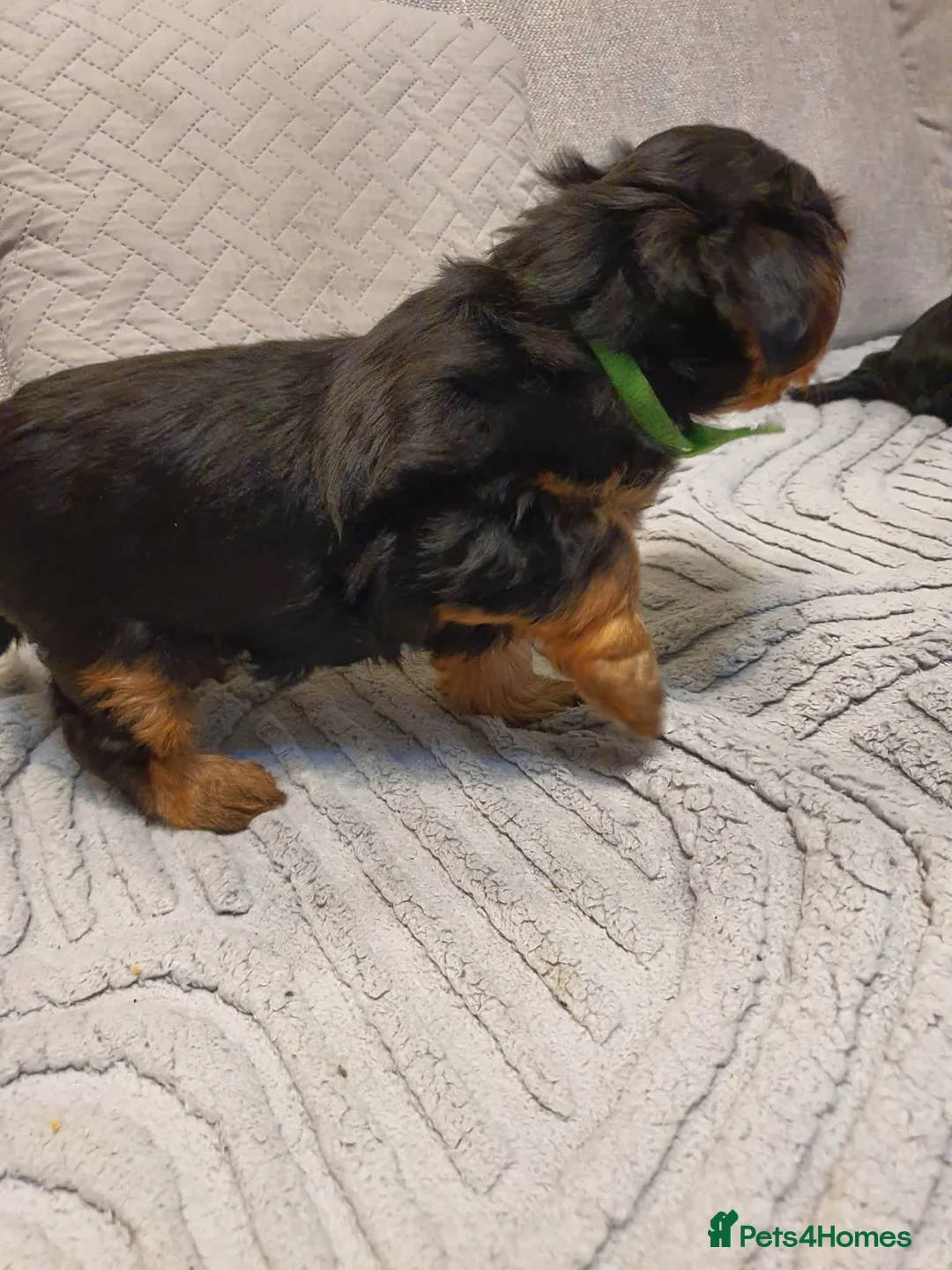 Yorkshire Terrier dogs for sale: 4 Yorkshire Terrier Puppies - Advert 11
