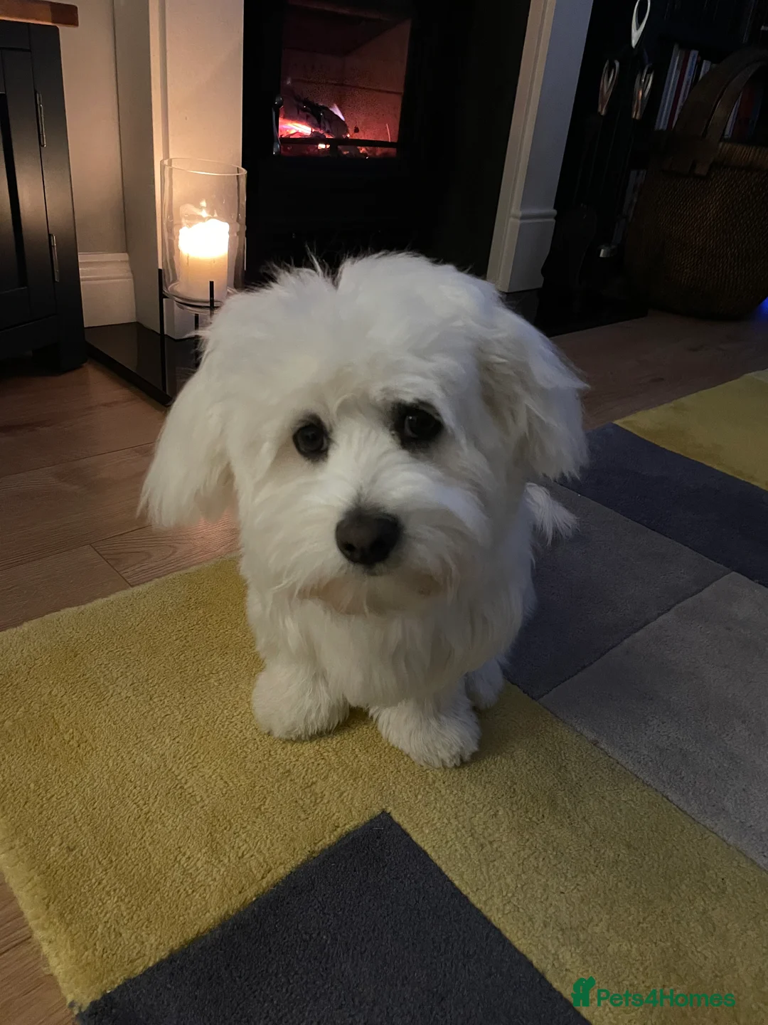 Maltese dogs for stud: Beautiful Maltese for stud - Advert 2