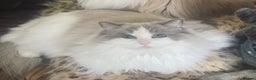 Ragdoll cats for sale: Beautiful Russian Ragdol cat - Advert 1