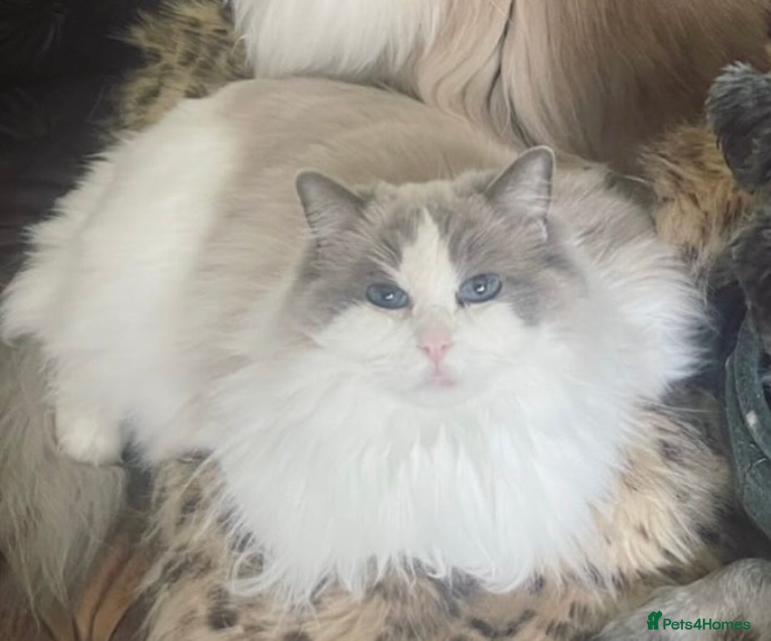 Ragdoll cats for sale: Beautiful Russian Ragdol cat - Advert 1