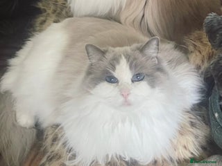 Ragdoll cats Beautiful Russian Ragdol cat - Advert 1