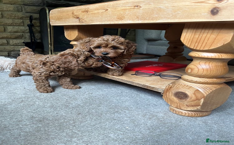 Cavapoo dogs - Advert 18