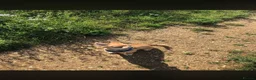 Chihuahua dogs for sale: Male chihuahua  - Advert 1