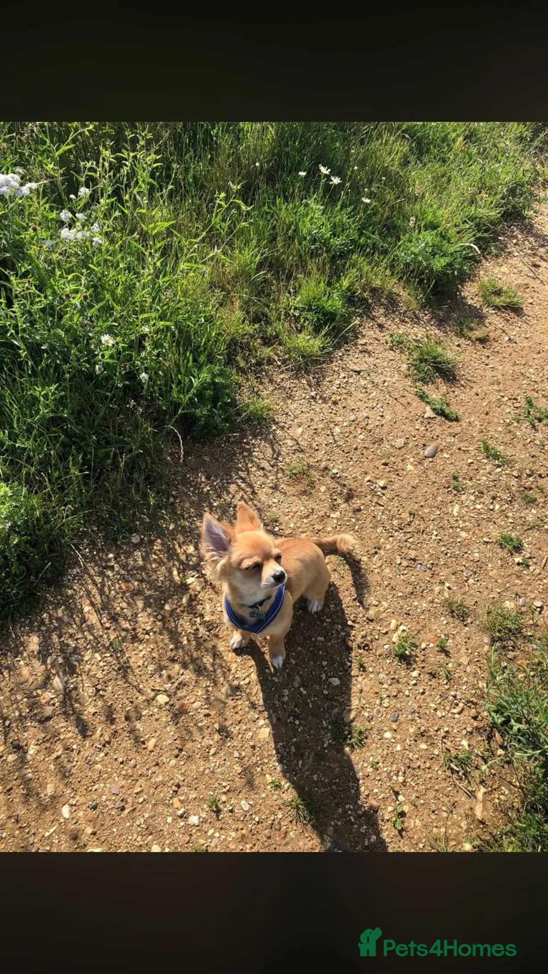 Chihuahua dogs for sale: Male chihuahua  - Advert 1