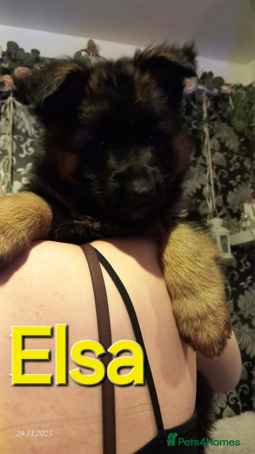 German Shepherd dogs for sale: Excellent Long-Haired German Shepherd Puppies-KC - Advert 11