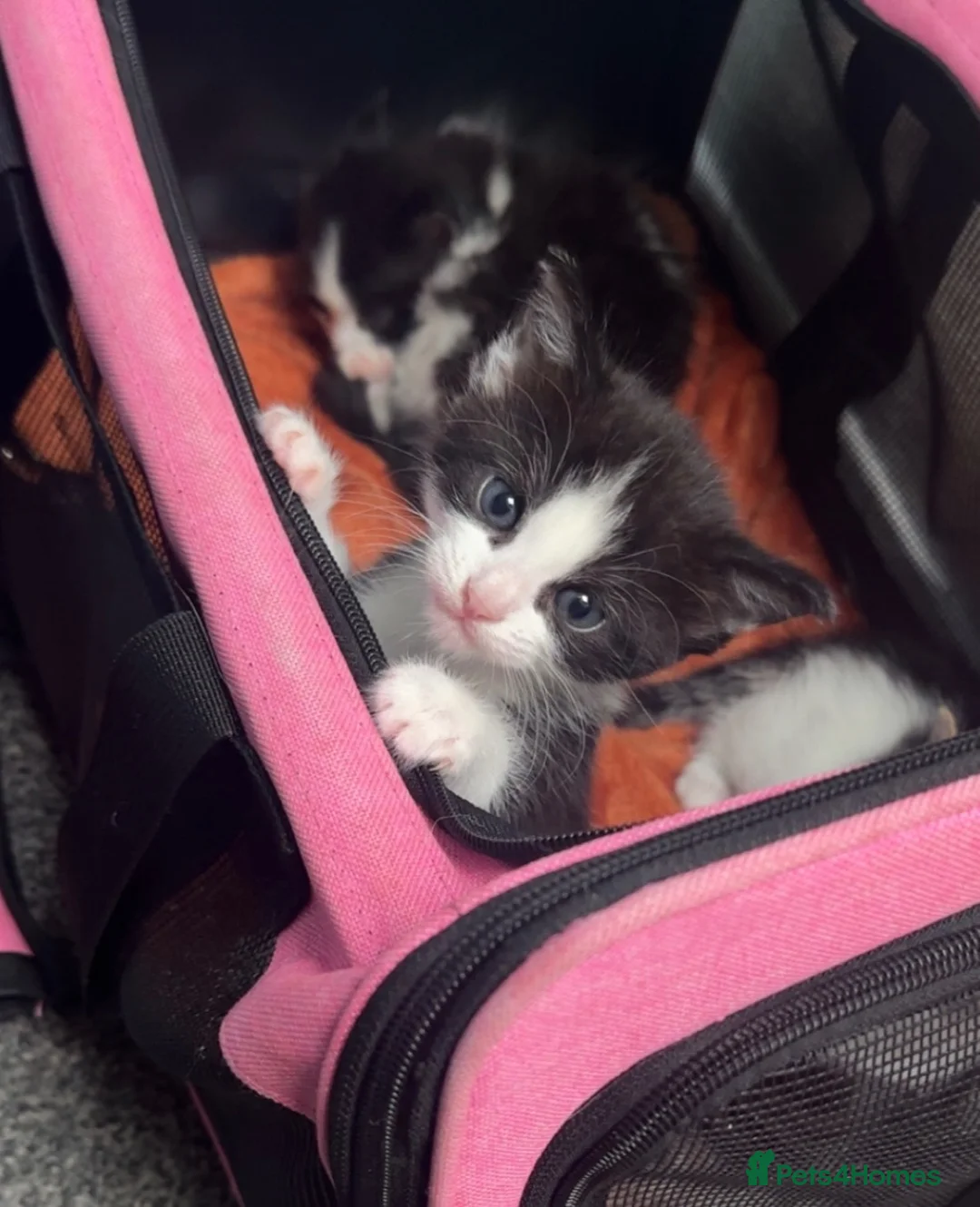 Domestic Shorthair cats for sale: Beautiful long haired tabby kittens  - Advert 20