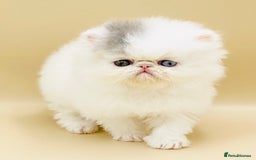 Exotic cats for sale: (Rare odd eye bicolours)🏆Exceptional. - Image 11