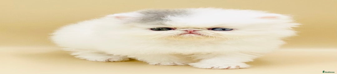 Cai Yun-Exotic Kitten 2