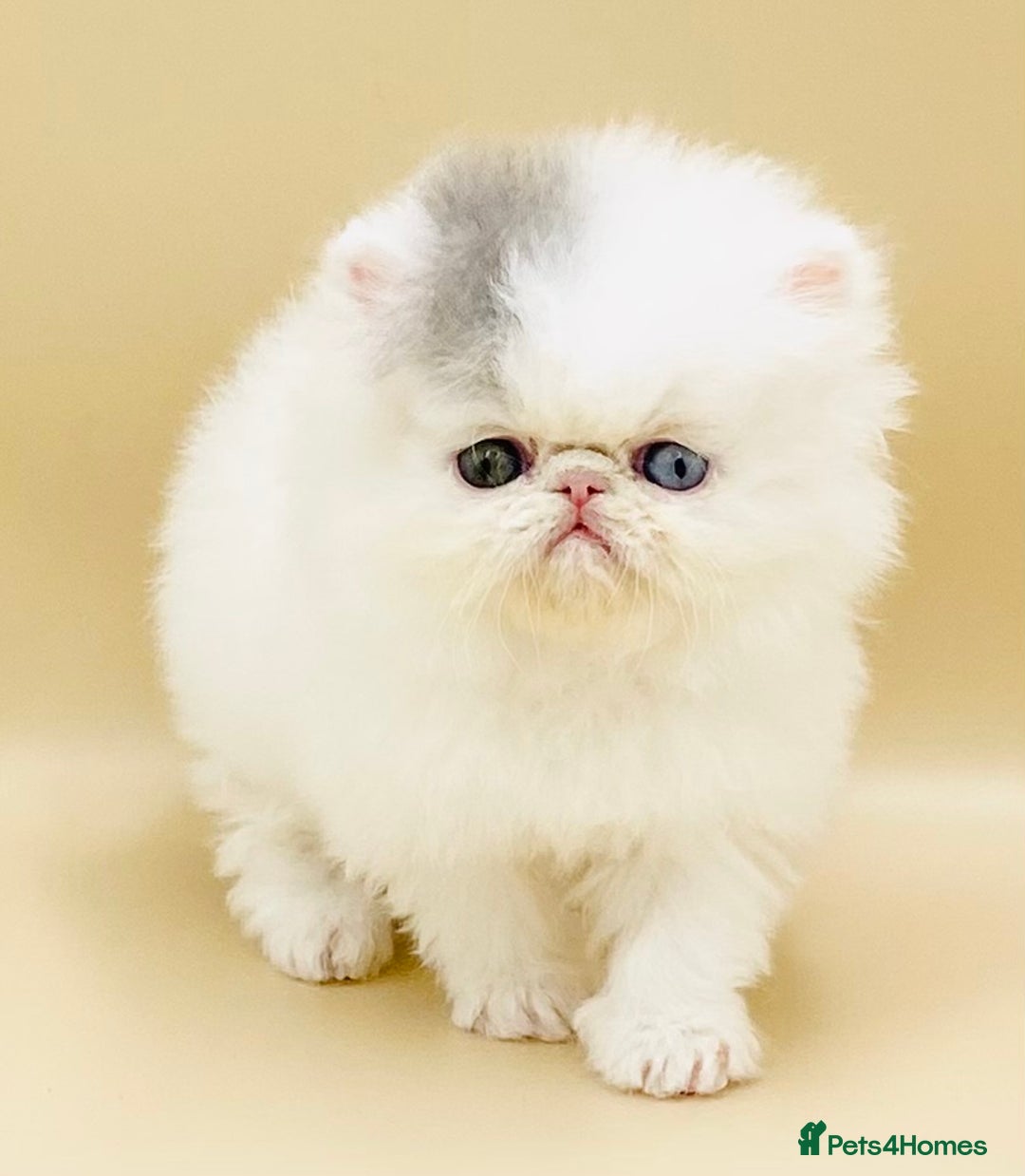 Exotic cats for sale: (Rare odd eye bicolours)🏆Exceptional. - Image 11