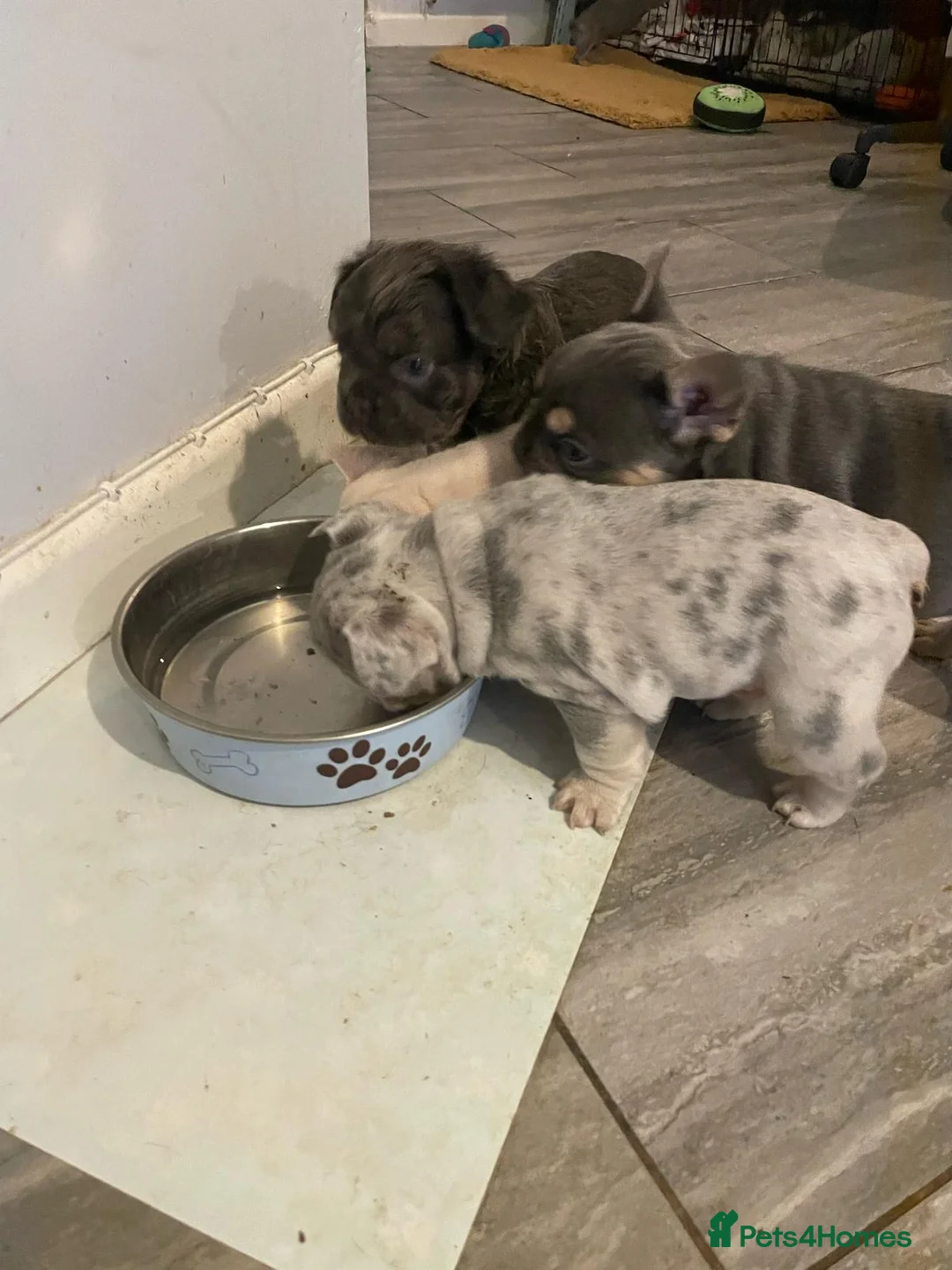 French Bulldog dogs for stud: Lilac platinum french bulldog stud in Portsmouth - Advert 16
