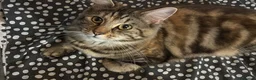 Mixed Breed cats for sale: Beautiful playful kittens  in Huntingdon - Advert 11