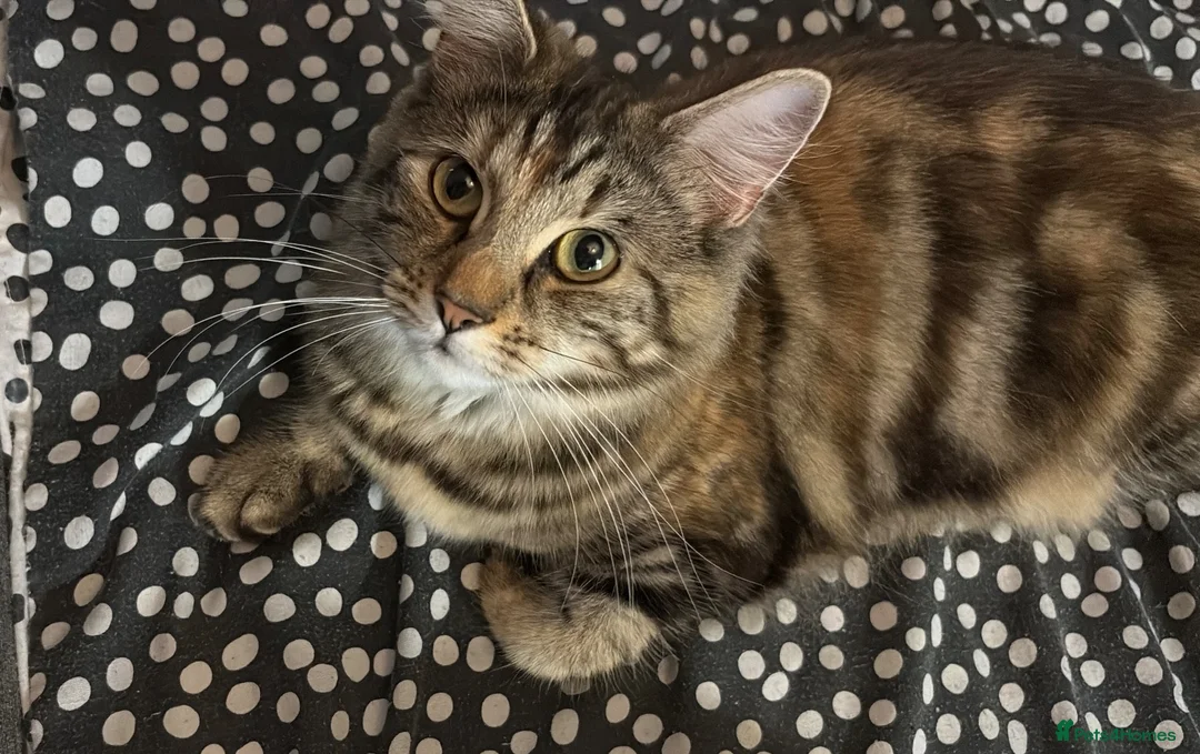 Mixed Breed cats for sale: Beautiful playful kittens  in Huntingdon - Advert 11
