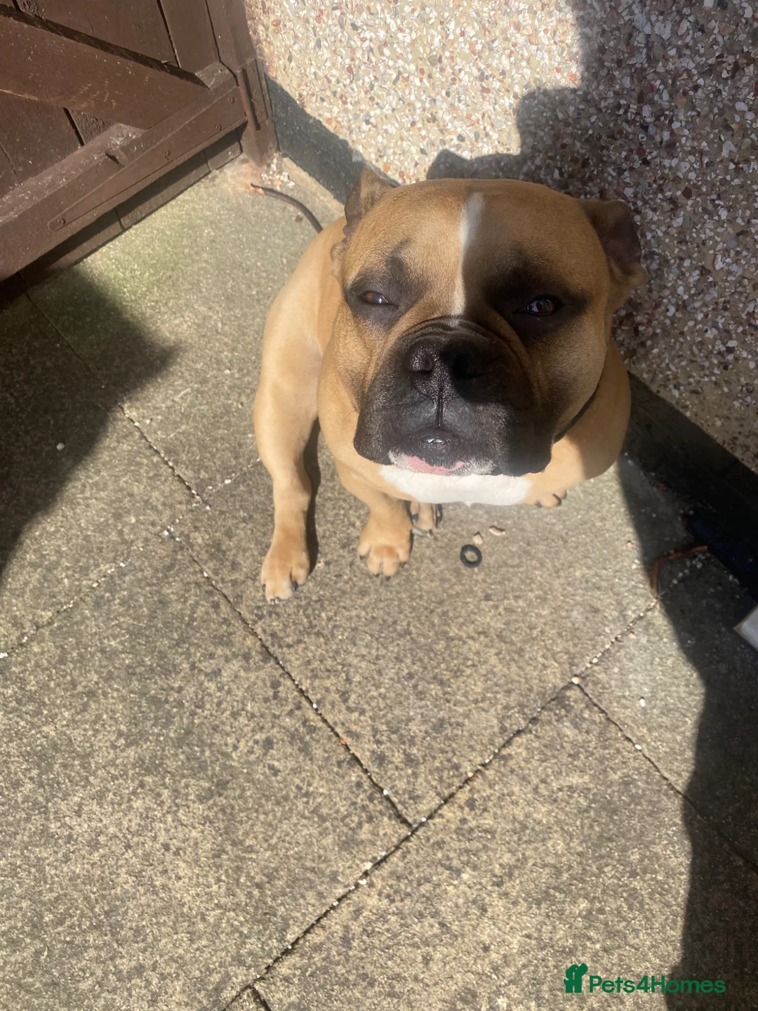 Mixed Breed dogs for sale: Bulldog x - Advert 2