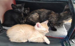 British Shorthair cats for sale: Cute playful smart kittens ready for new homes - Image 1