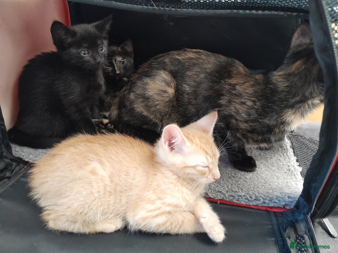 British Shorthair cats for sale: Cute playful smart kittens ready for new homes - Image 1