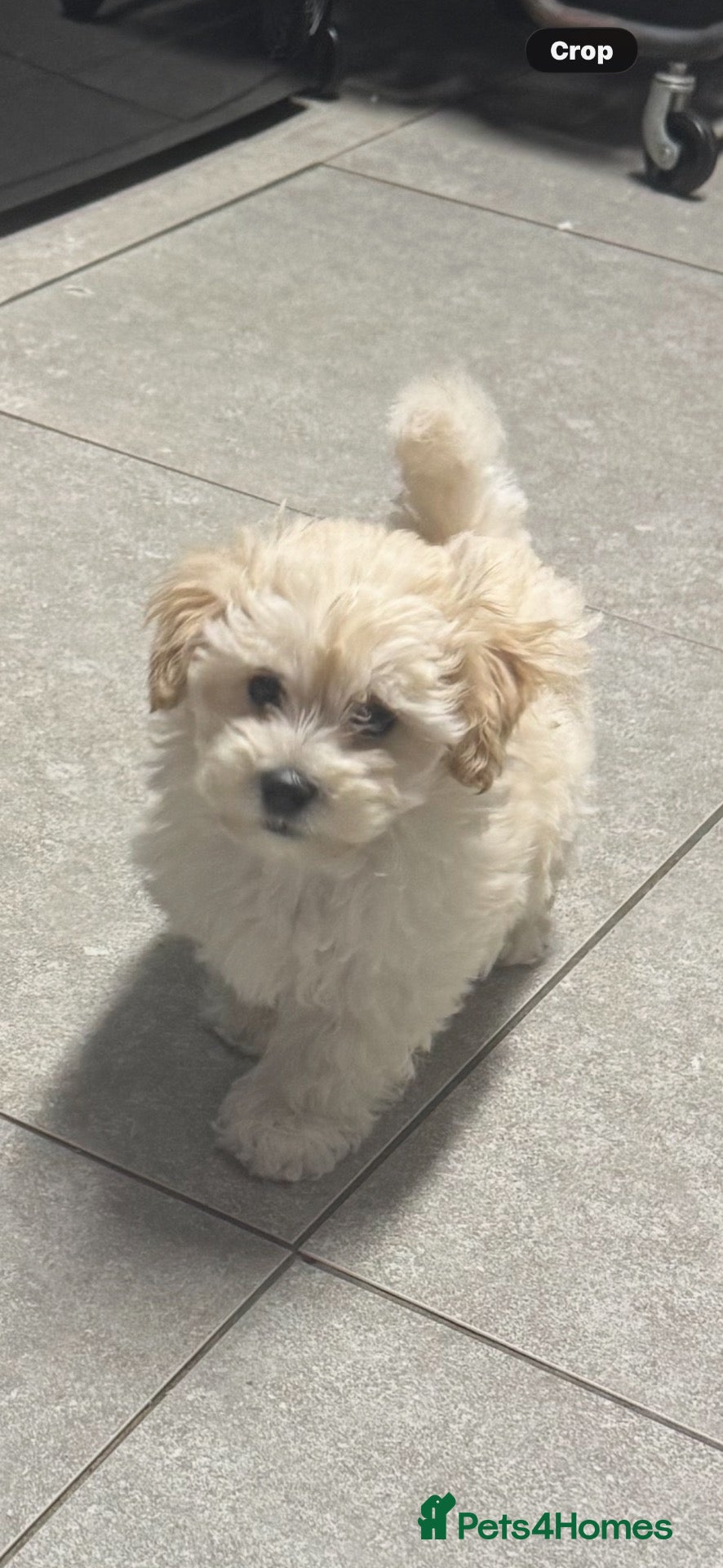 Maltipoo dogs Teddy bear maltipoo puppies  - Advert 1