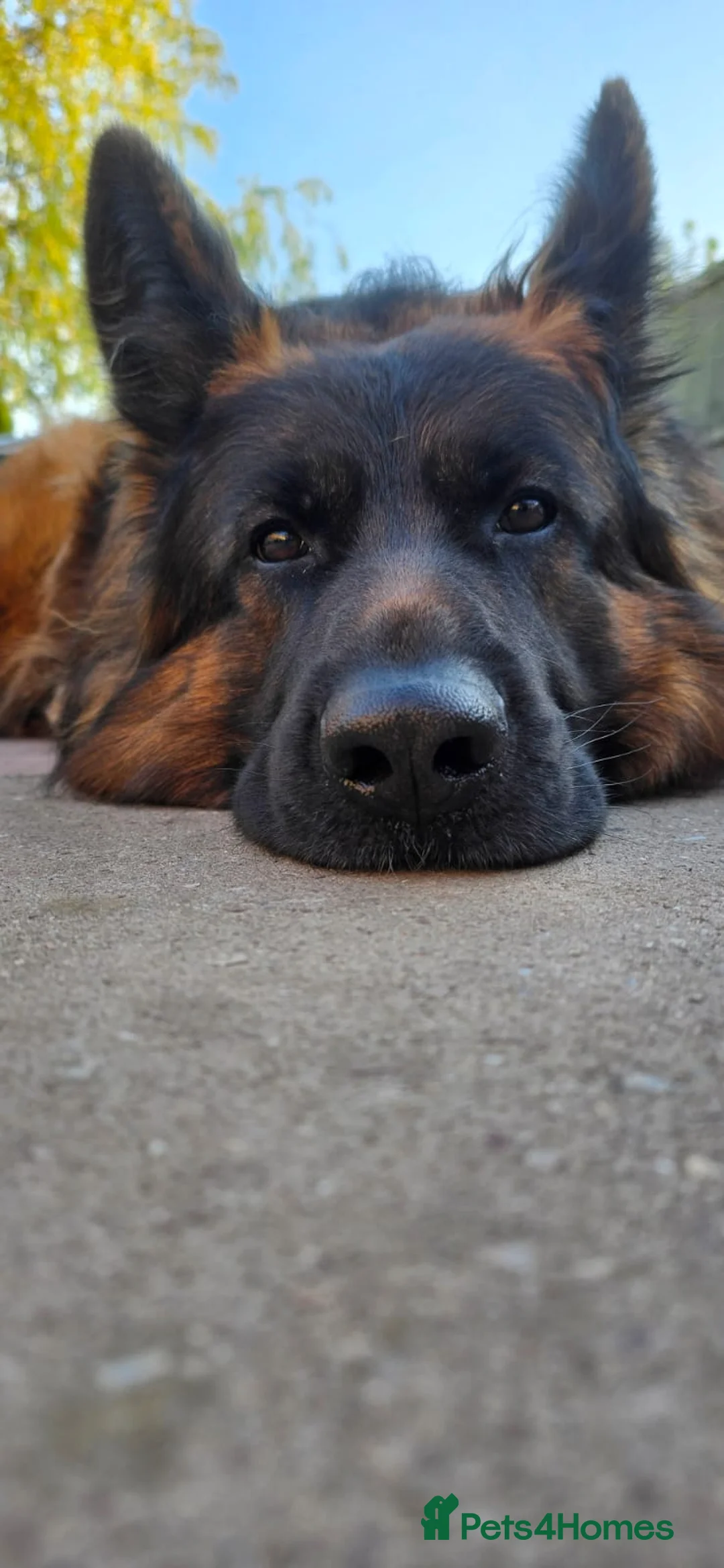 German Shepherd dogs for sale: KC reg German shepherd puppies  - Advert 7