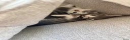 Mixed Breed cats for sale: Two lovely girls left - Advert 9