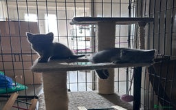 British Shorthair cats for sale: Gorgeous Blue British Shorthairs  - Image 16