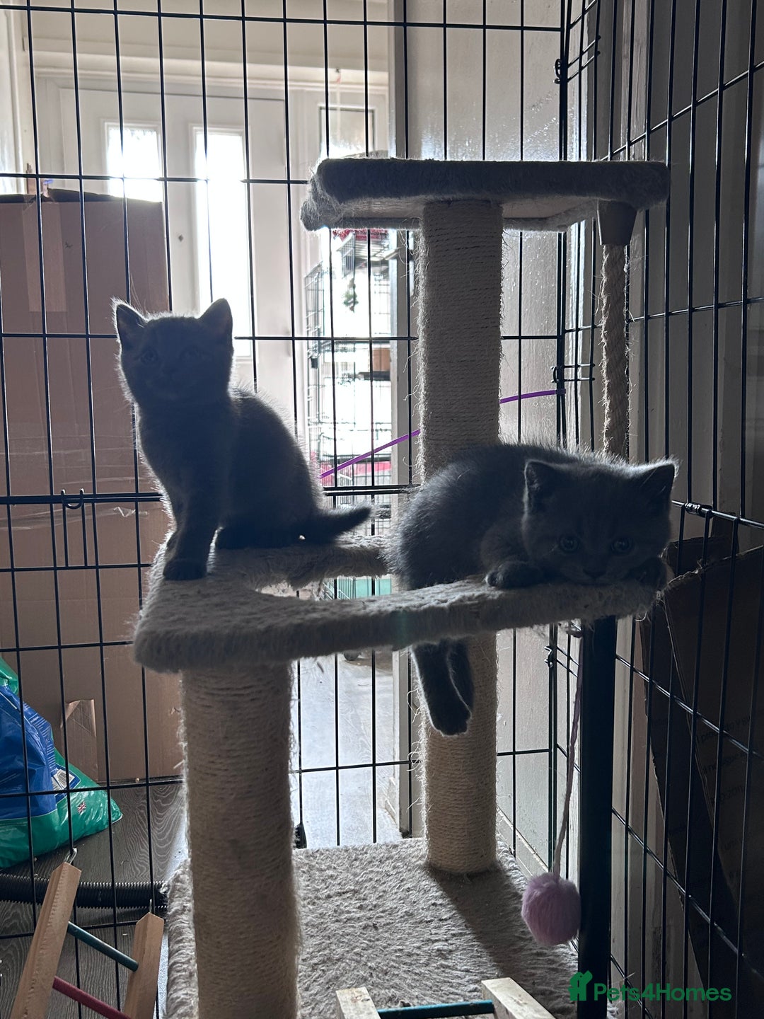 British Shorthair cats for sale: Gorgeous Blue British Shorthairs  - Image 16