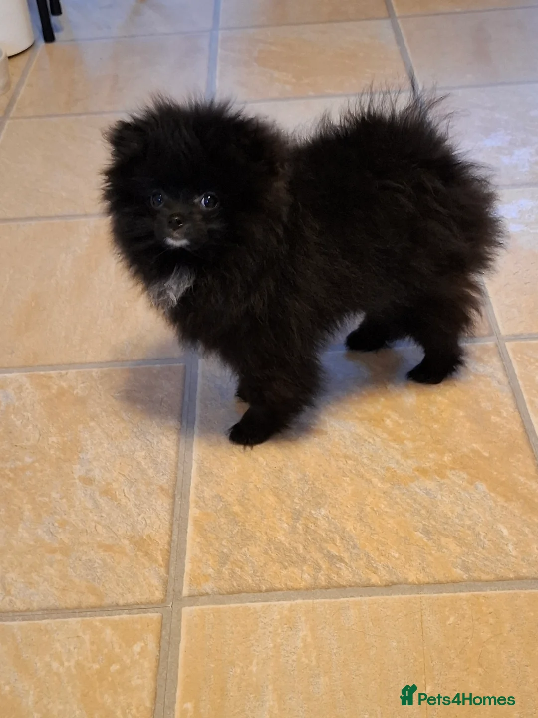 Pomeranian dogs for sale: Ready to travel to new home 🏡  - Advert 13