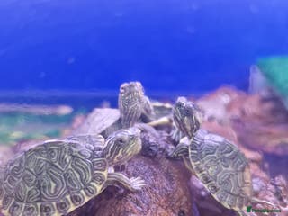 Turtle reptiles Baby Turtles Available..Musk, Map, Cooter, Reeves - Advert 14
