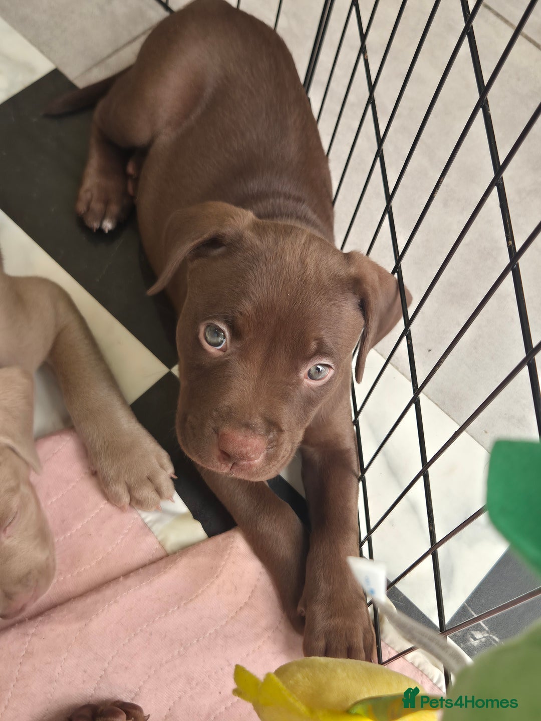 American Bully dogs for sale: American Bully Pups for sale - Image 16