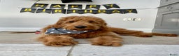 Mini Goldendoodle dogs for sale: F1 Mini's via Licensed Breeder & Police K9 Trainer - Advert 13
