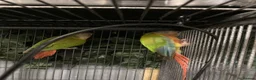 Conures birds for sale: Proven breeding pair of pine apple conures  - Advert 5