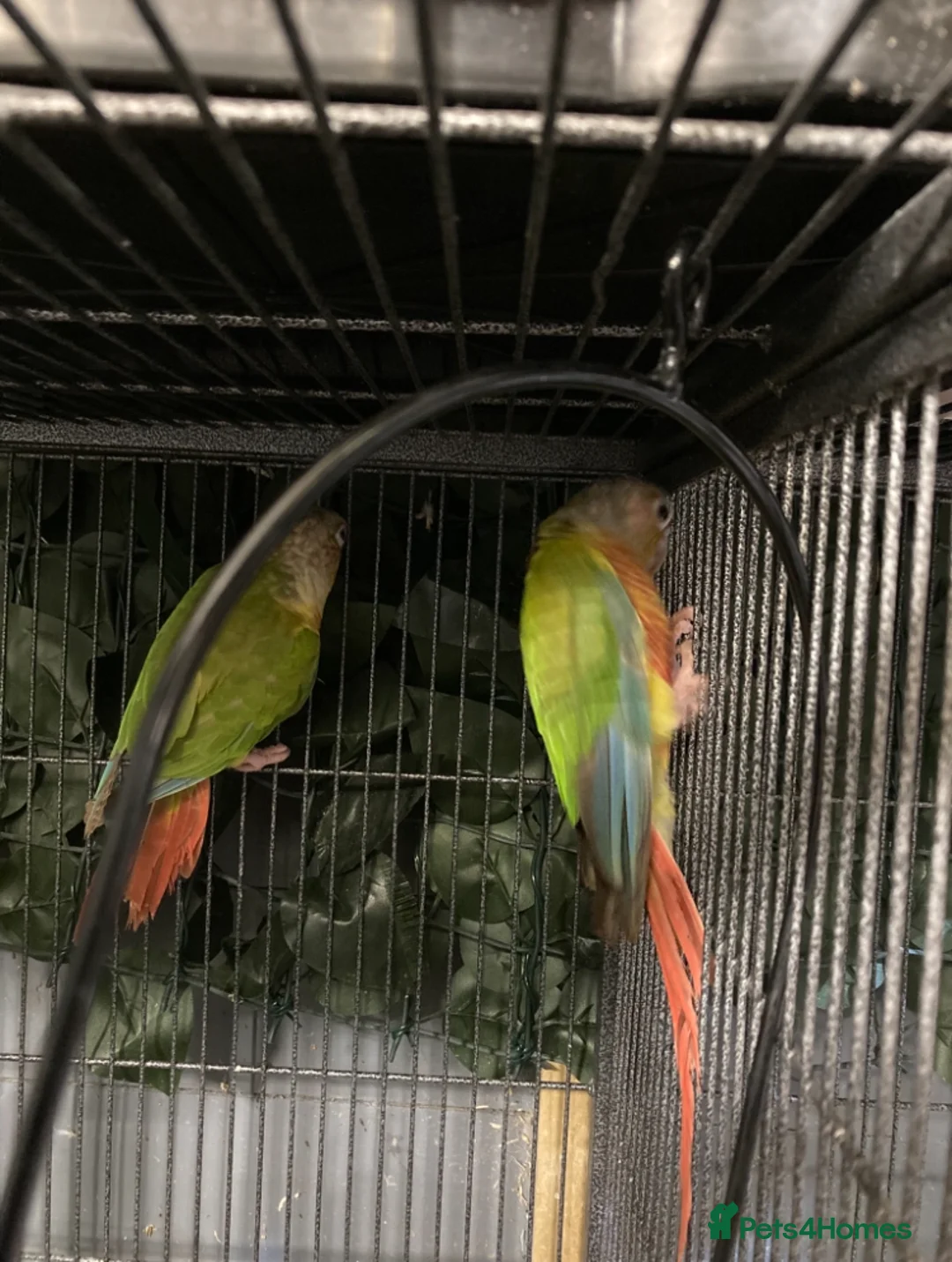 Conures birds for sale: Proven breeding pair of pine apple conures  - Advert 5