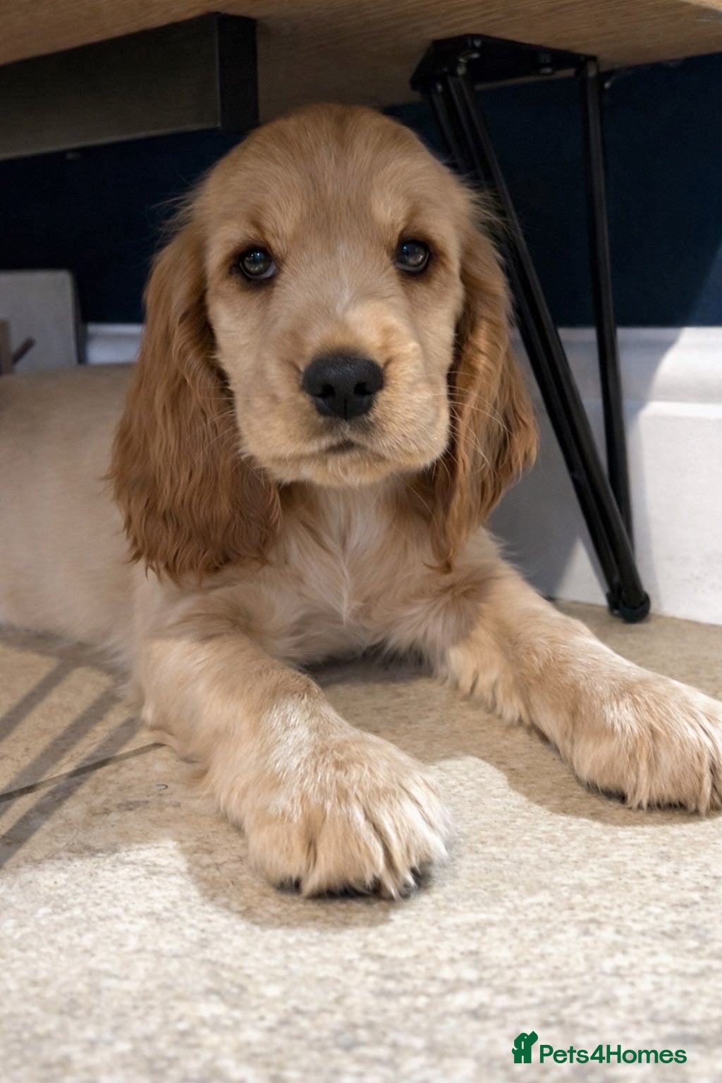 Cocker Spaniel dogs **Available Now ** 1 Beautiful Golden Show Cocker - Advert 14