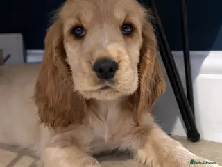 Cocker Spaniel dogs **Available Now ** 1 Beautiful Golden Show Cocker - Advert 14