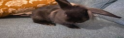Lionhead rabbits for sale: Need rehoming before 2nd February  - Advert 10