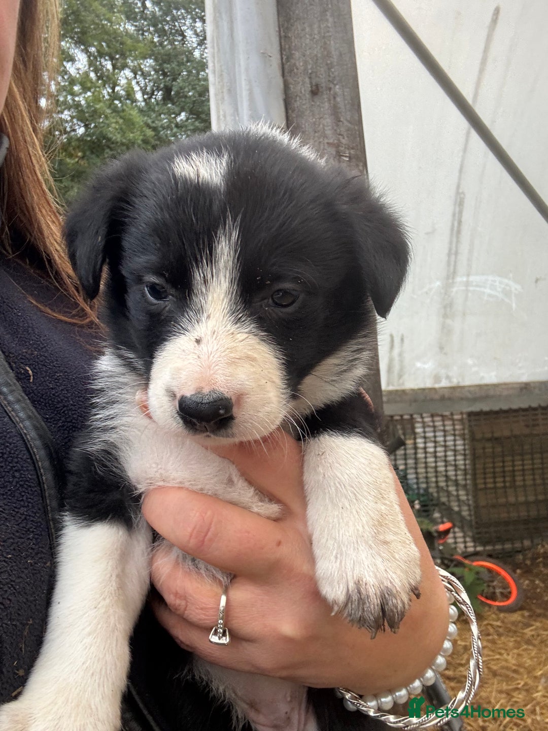 Border Collie dogs for sale: Border collies puppies - Image 10