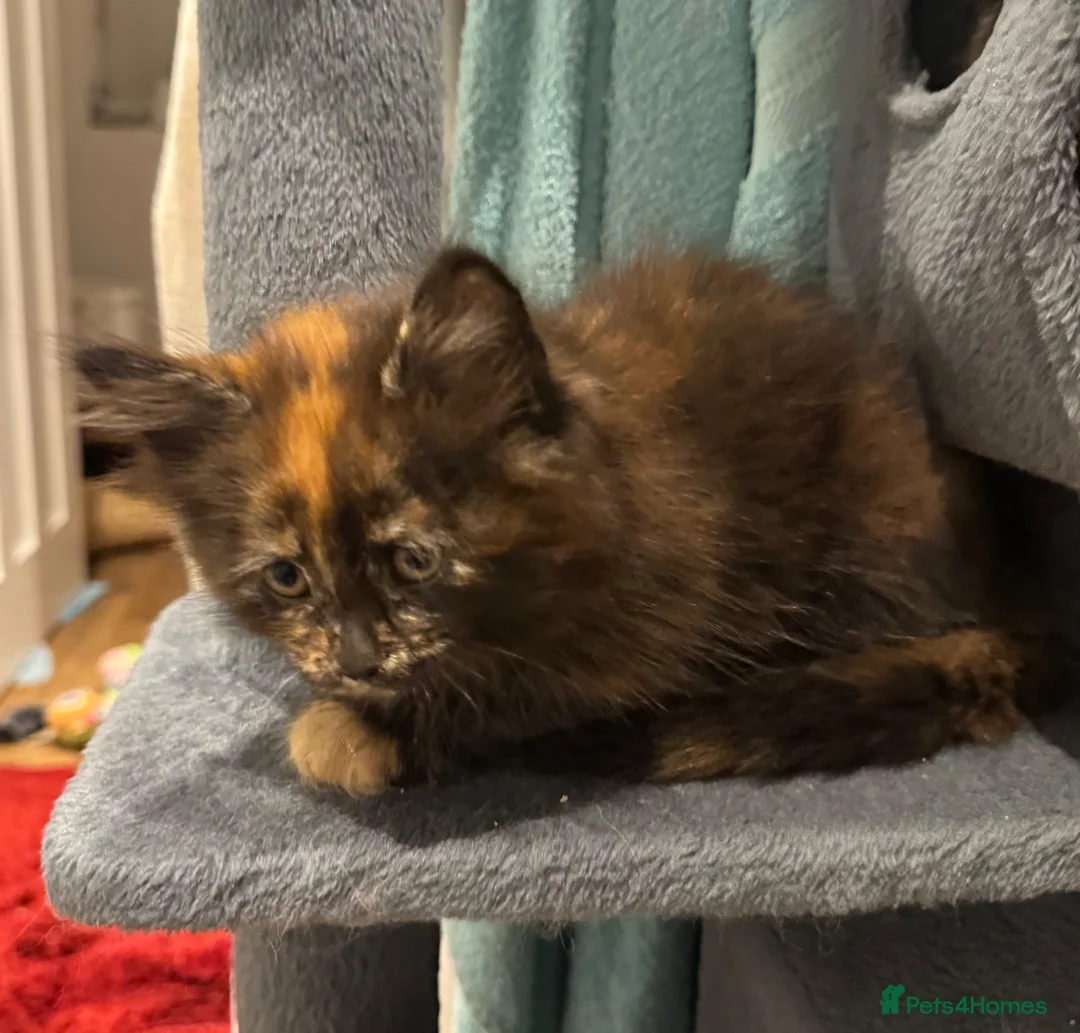 Maine Coon cats for sale: Absolutely gorgeous Maine Coon cross Kittens - Advert 34