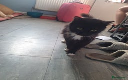 Domestic Shorthair cats for sale: Domestic kittens for sale - Image 12