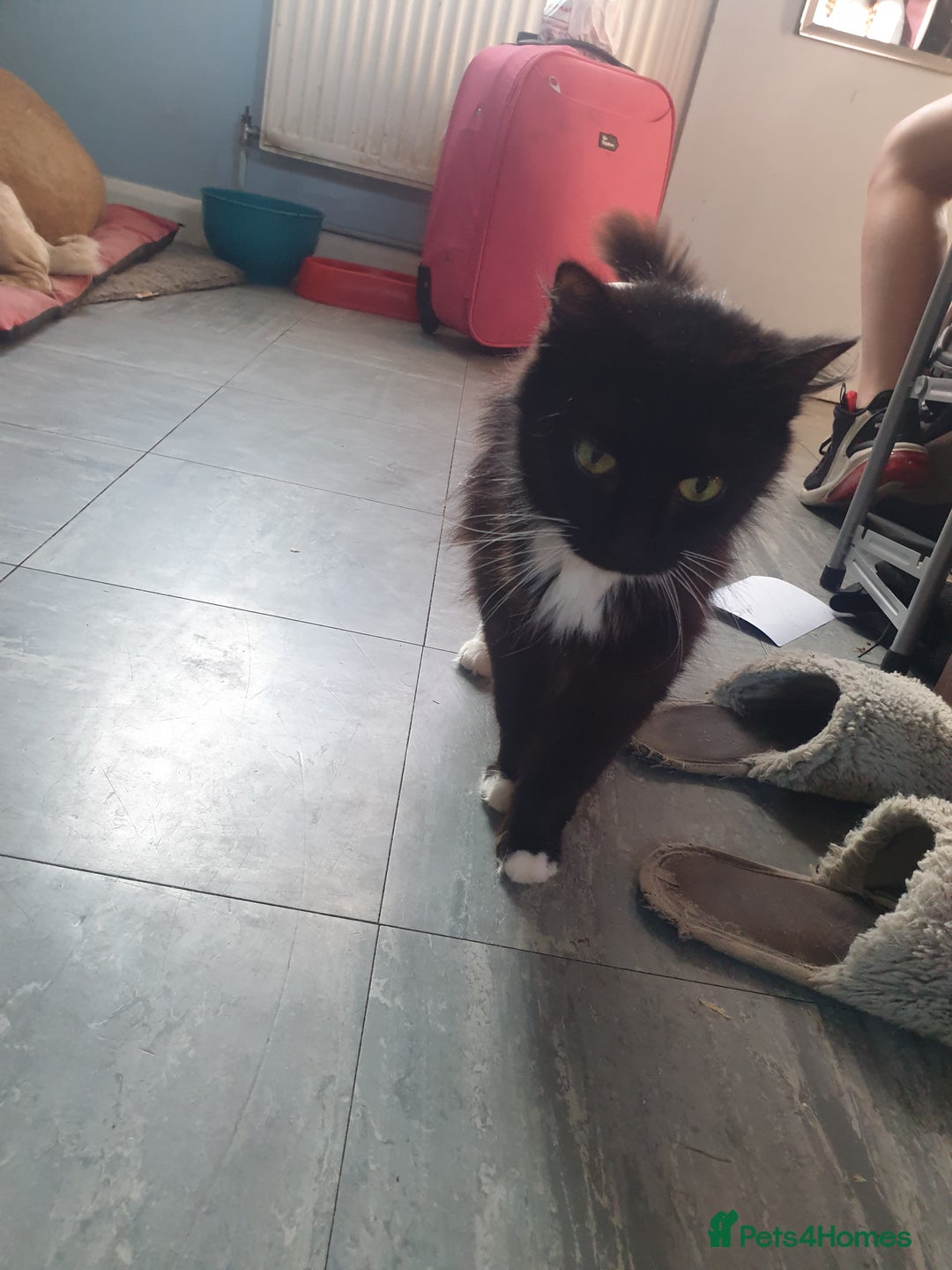 Domestic Shorthair cats for sale: Domestic kittens for sale - Image 12