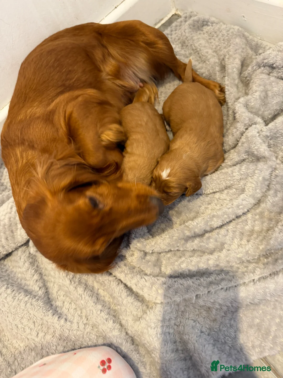 Cocker Spaniel dogs for sale: Beautiful cocker spaniel puppies  in Manchester - Advert 2