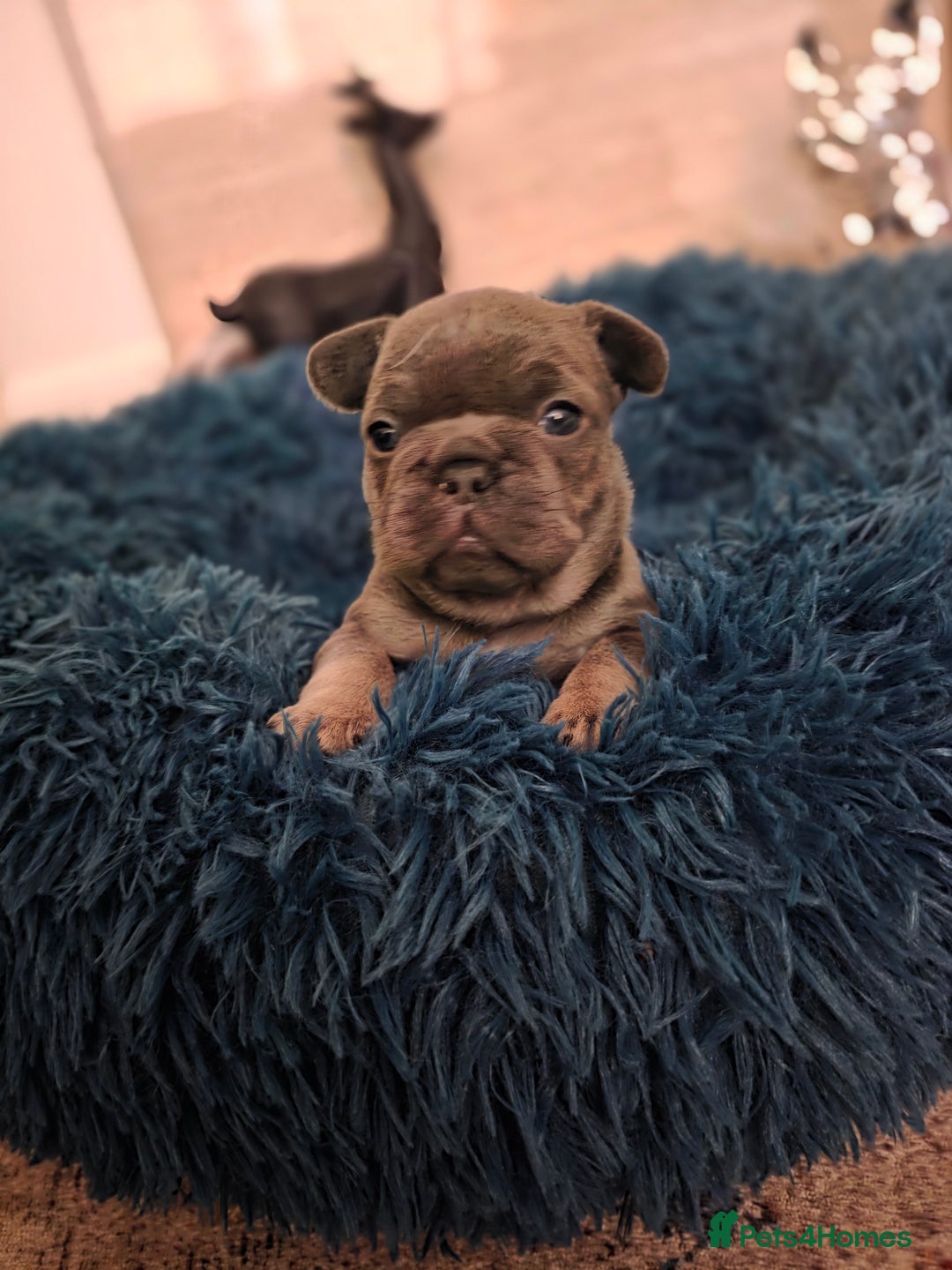 French Bulldog dogs for sale: Frenchie Puppies - Image 7
